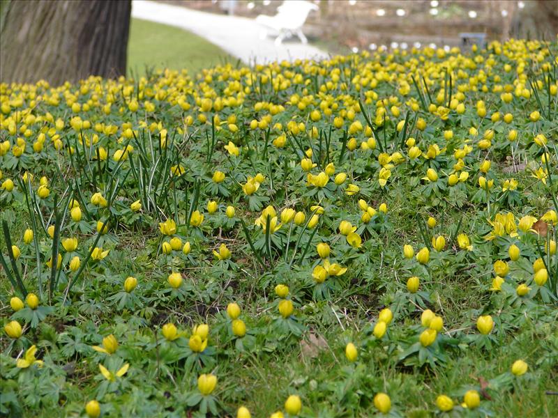 Eranthis hyemalis (door Adrie van Heerden)