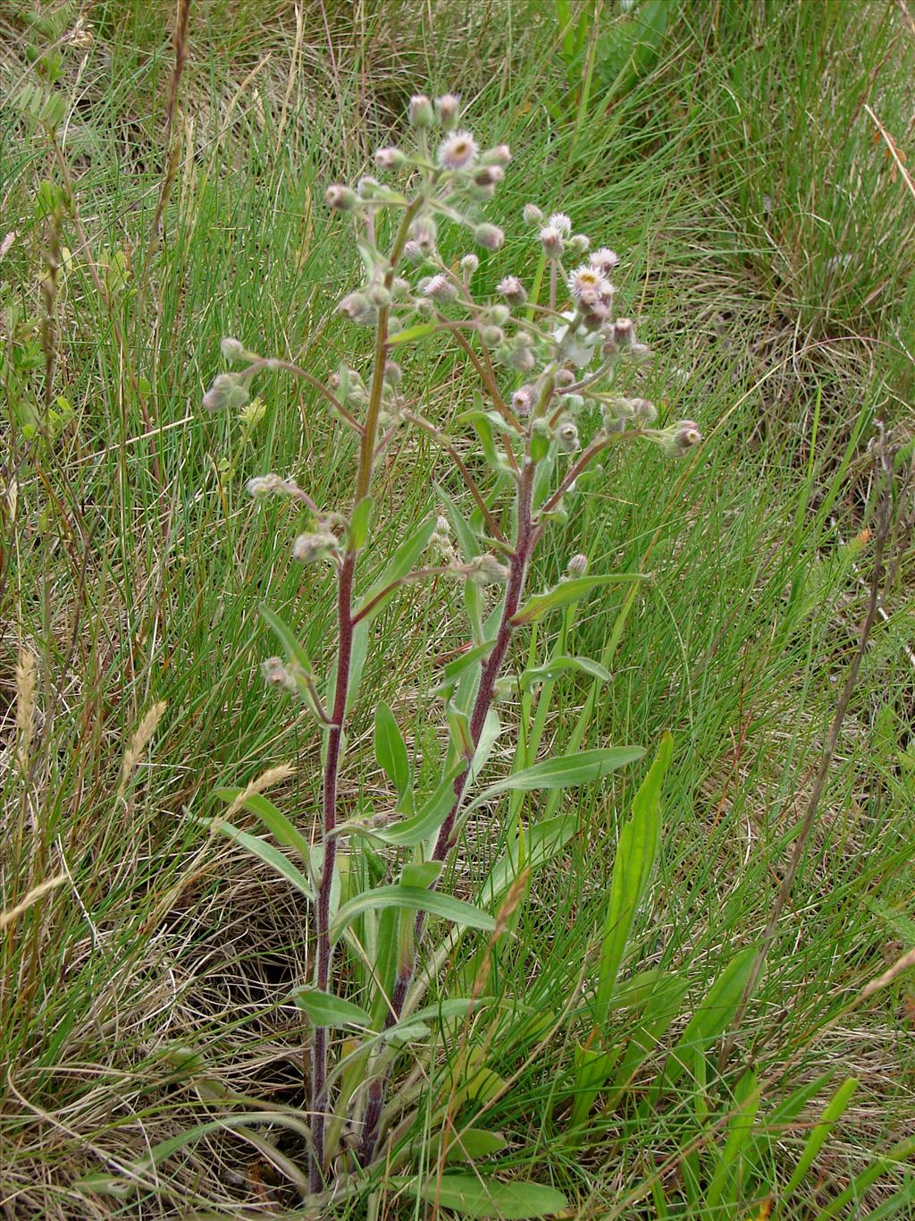 Erigeron acris (door Adrie van Heerden)