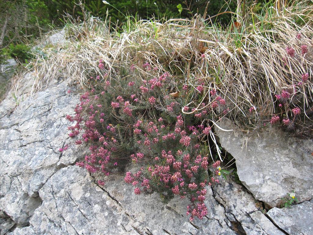 Erica herbacea (door Kim Lotterman)