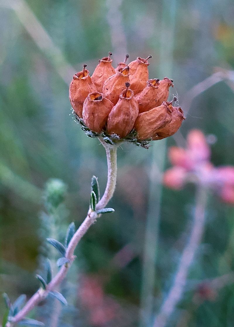 Erica tetralix (door Ab H. Baas)