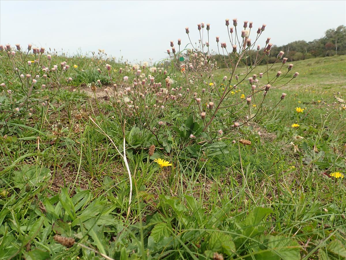 Erigeron acris (door Adrie van Heerden)