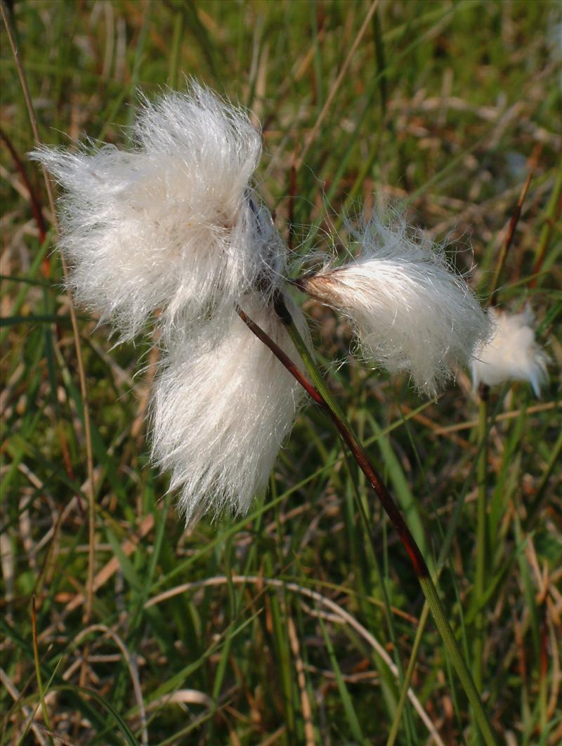 Eriophorum angustifolium (door Adrie van Heerden)