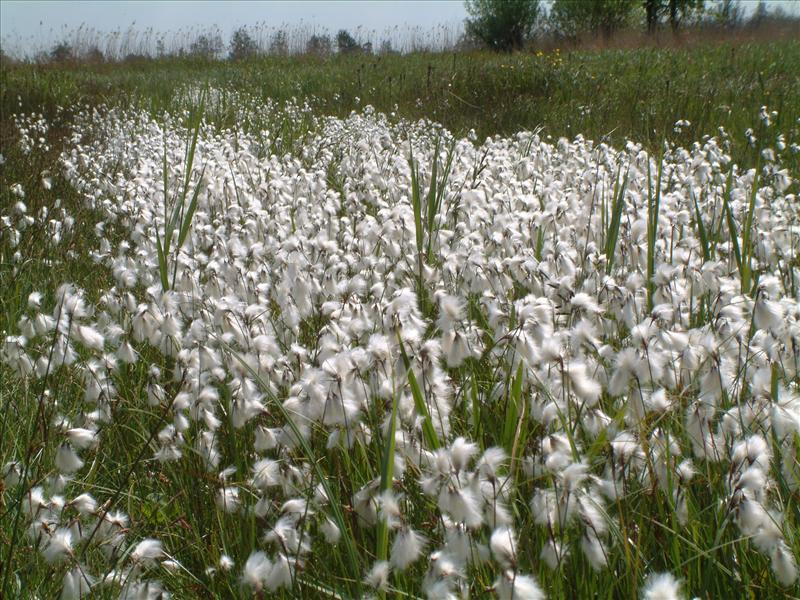 Eriophorum angustifolium (door Adrie van Heerden)