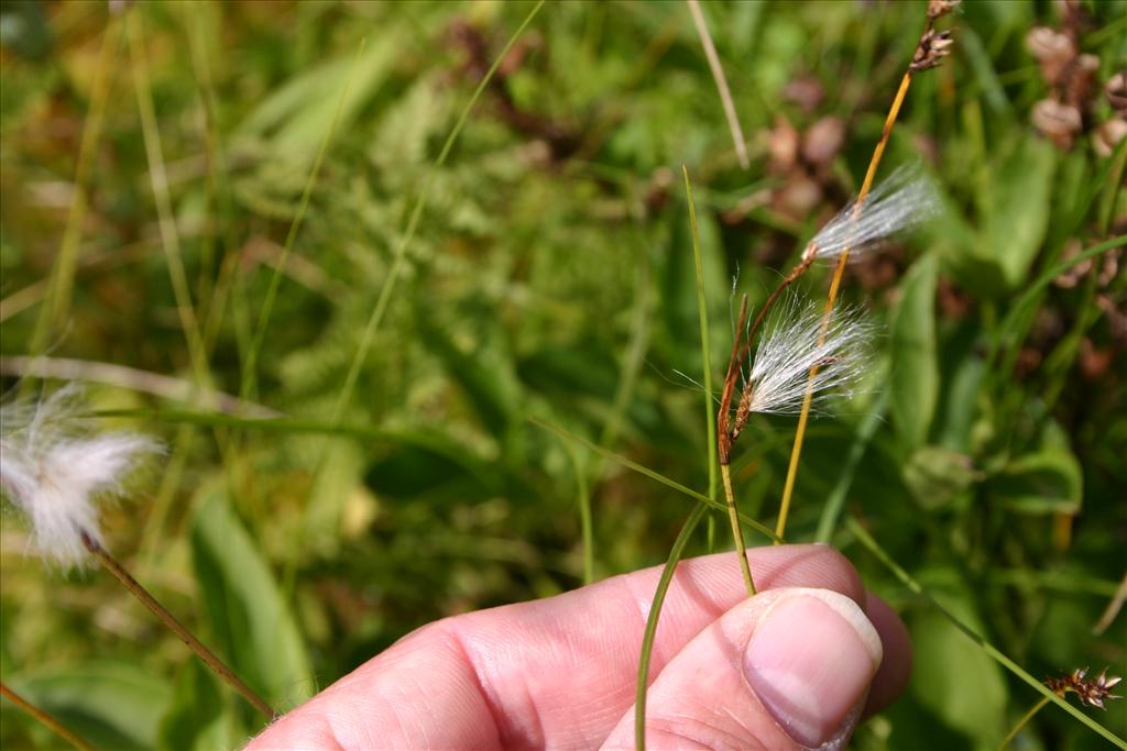 Eriophorum gracile (door Niels Jeurink)