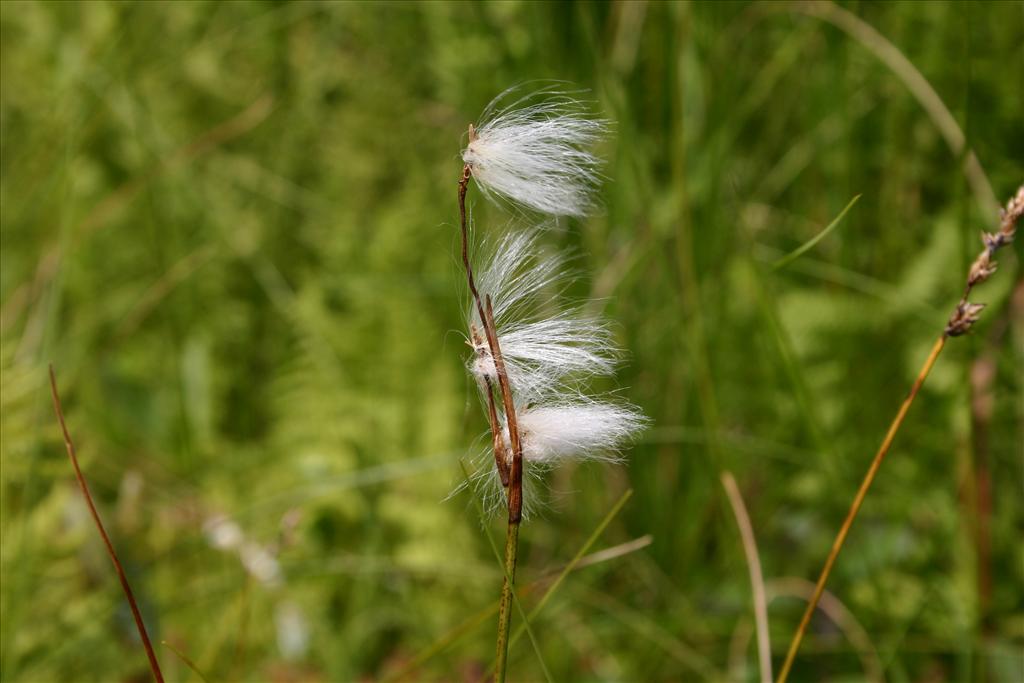 Eriophorum gracile (door Niels Jeurink)