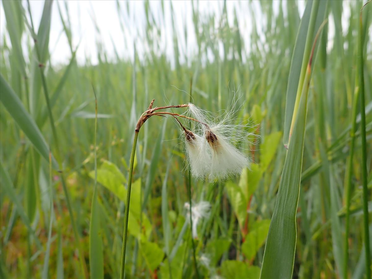 Eriophorum gracile (door Tim van de Vondervoort)