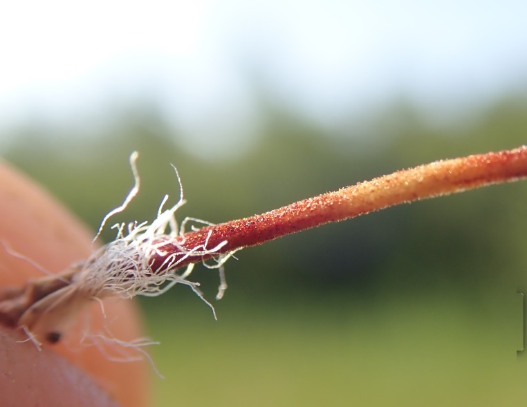 Eriophorum gracile (door Tim van de Vondervoort)