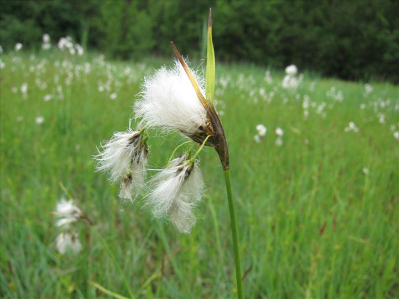 Eriophorum latifolium (door Piet Bremer )