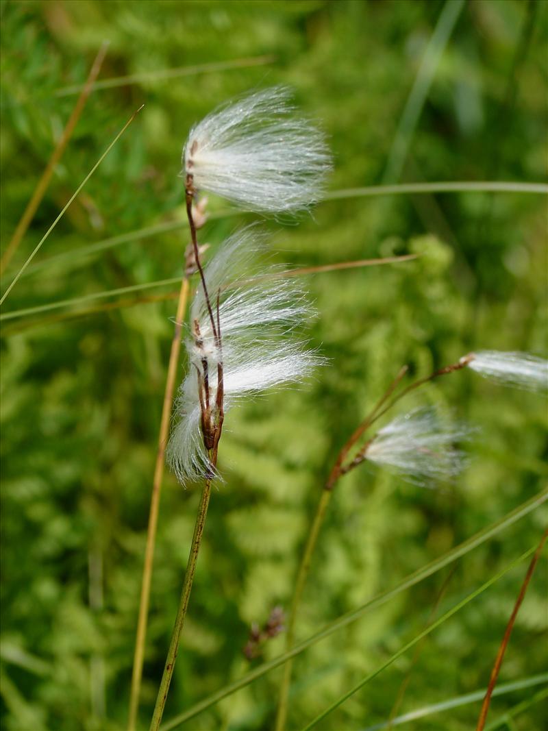 Eriophorum gracile (door Adrie van Heerden)