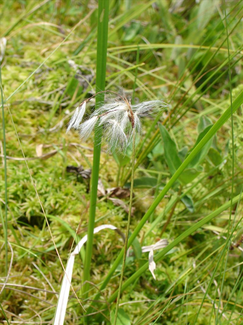 Eriophorum gracile (door Adrie van Heerden)