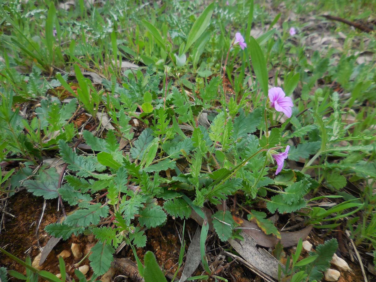 Erodium botrys (door Ed Stikvoort | Saxifraga.nl)