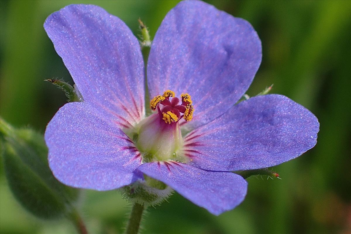 Erodium cygnorum subsp. glandulosum (door Sipke Gonggrijp)