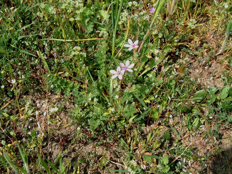 Erodium cicutarium (door Adrie van Heerden)