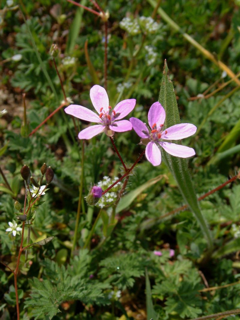 Erodium cicutarium (door Adrie van Heerden)