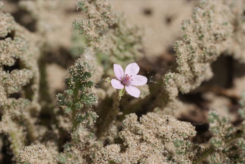 Erodium lebelii (door Adrie van Heerden)