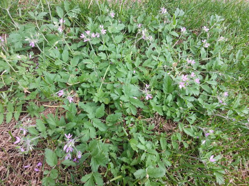 Erodium moschatum (door Igor Mavridis)