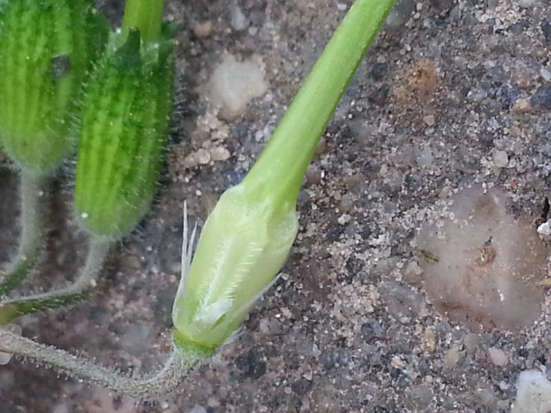 Erodium moschatum (door Igor Mavridis)