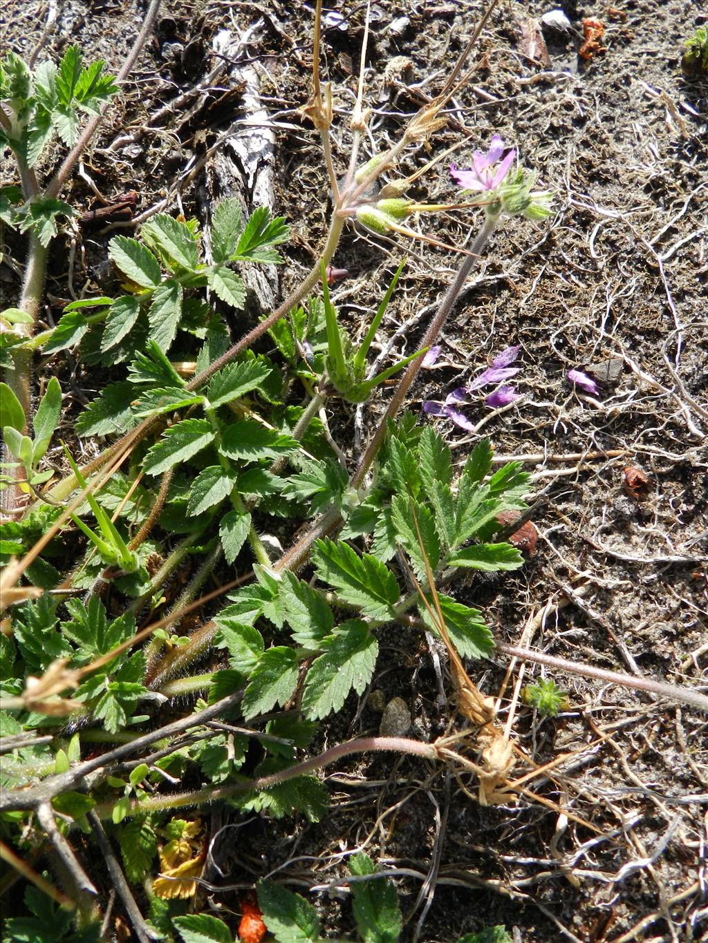 Erodium moschatum (door Rutger Barendse)