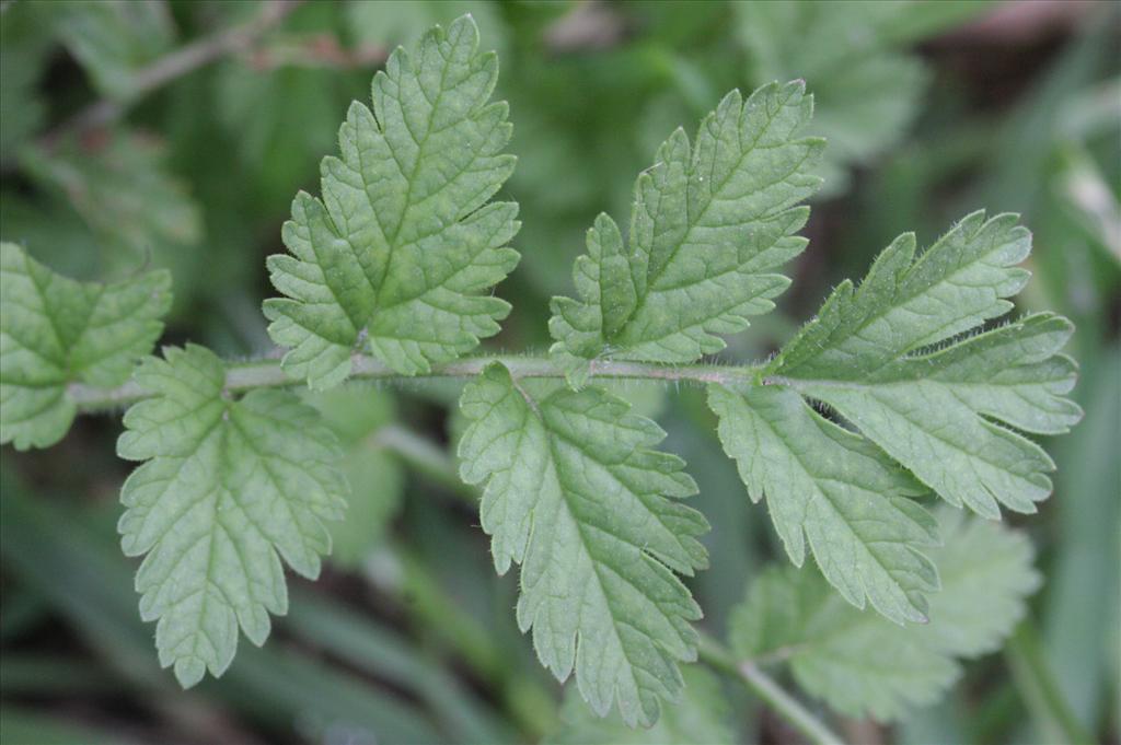 Erodium moschatum (door Rutger Barendse)