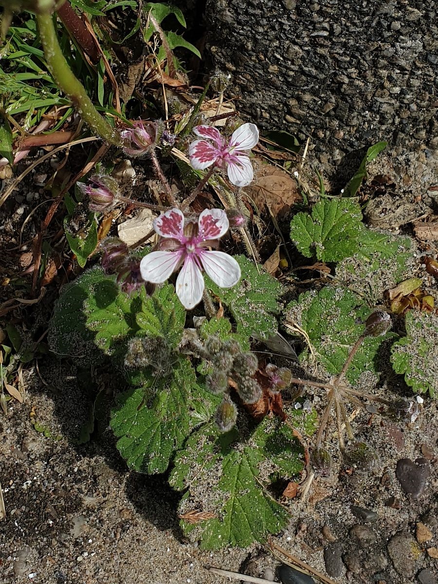 Erodium trifolium (door Hanneke Waller)