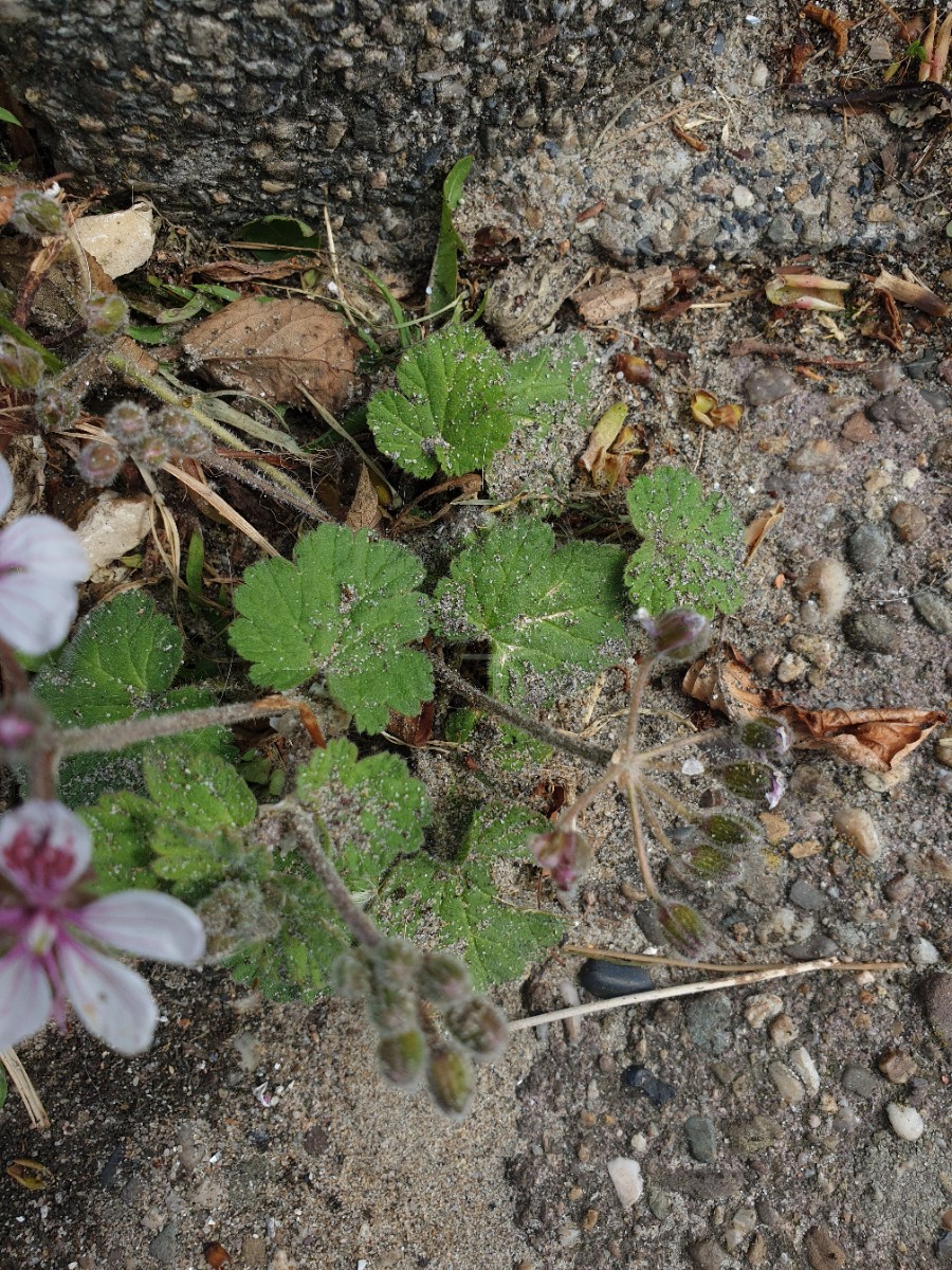 Erodium trifolium (door Hanneke Waller)