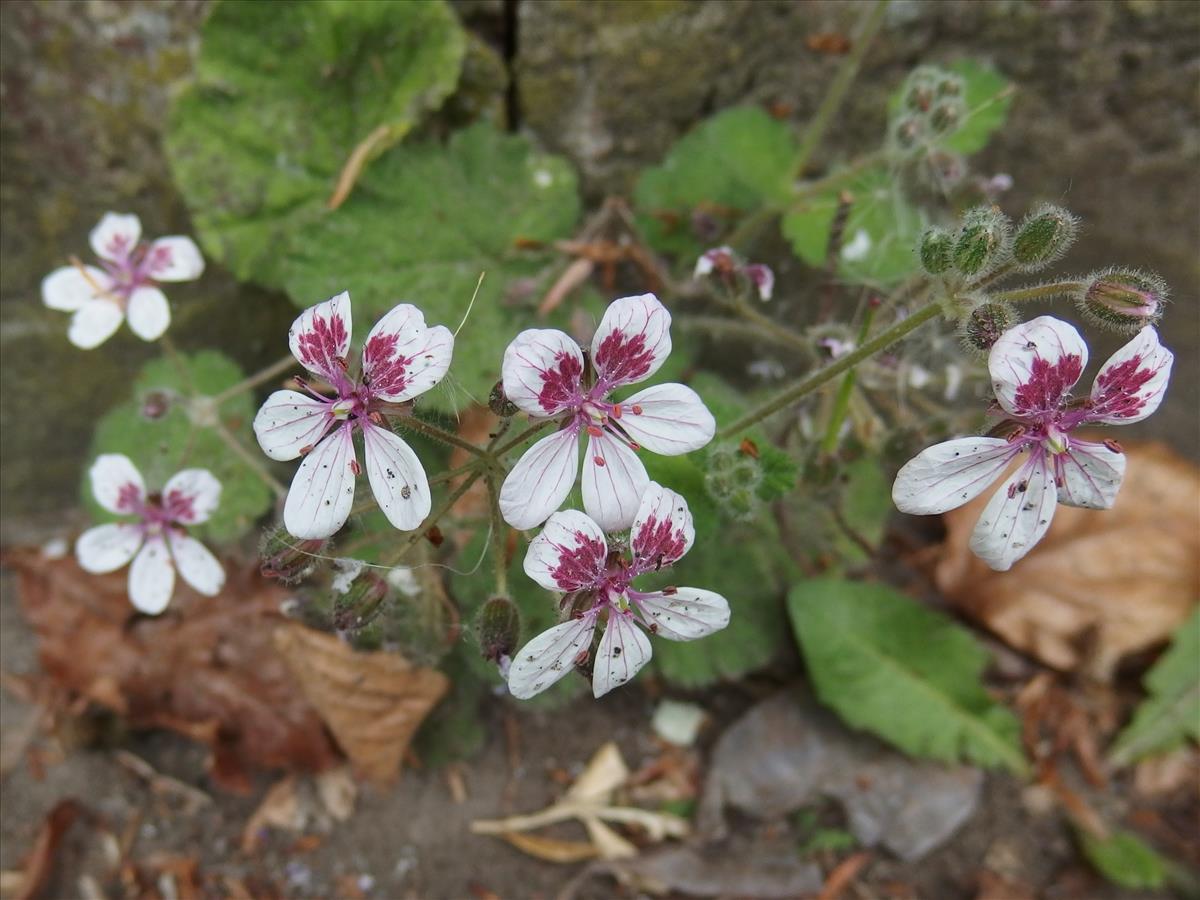 Erodium trifolium (door Aad van Diemen)