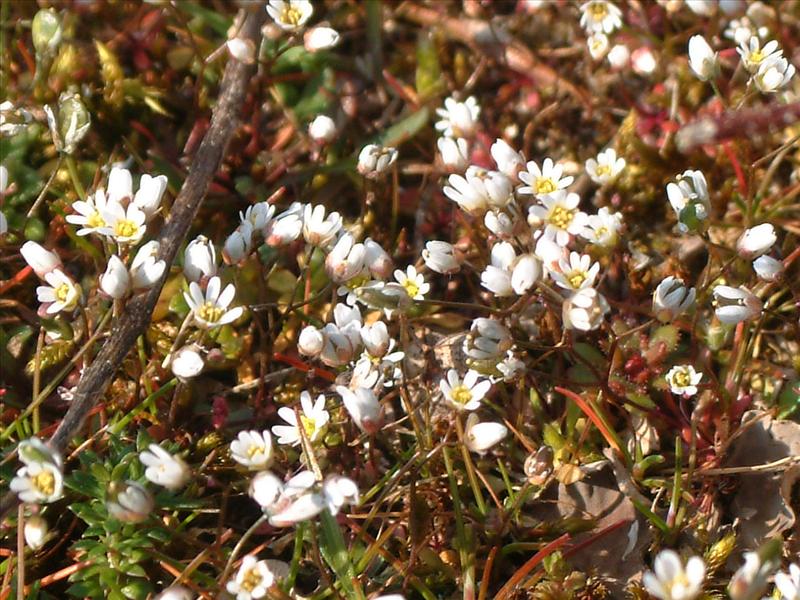 Draba verna (door Adrie van Heerden)