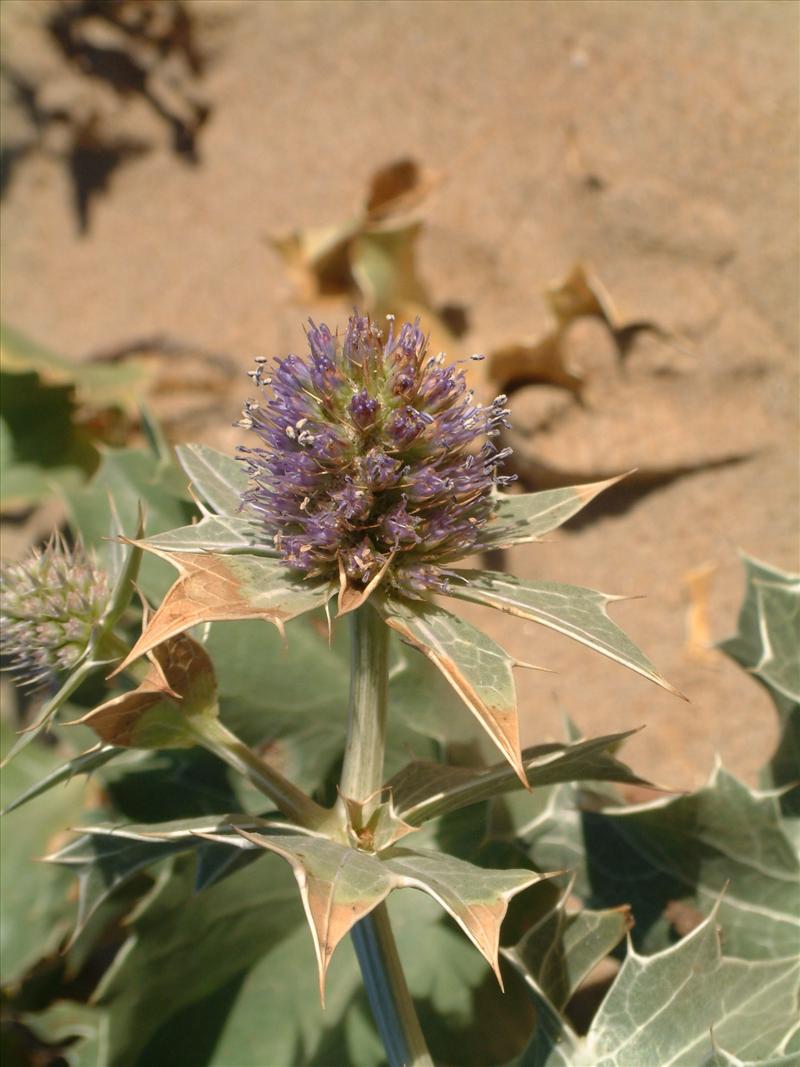 Eryngium maritimum (door Adrie van Heerden)