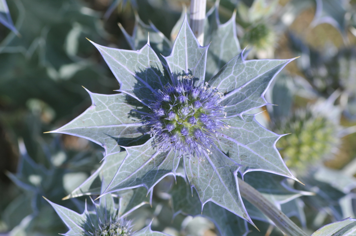 Eryngium maritimum (door Hans Toetenel)