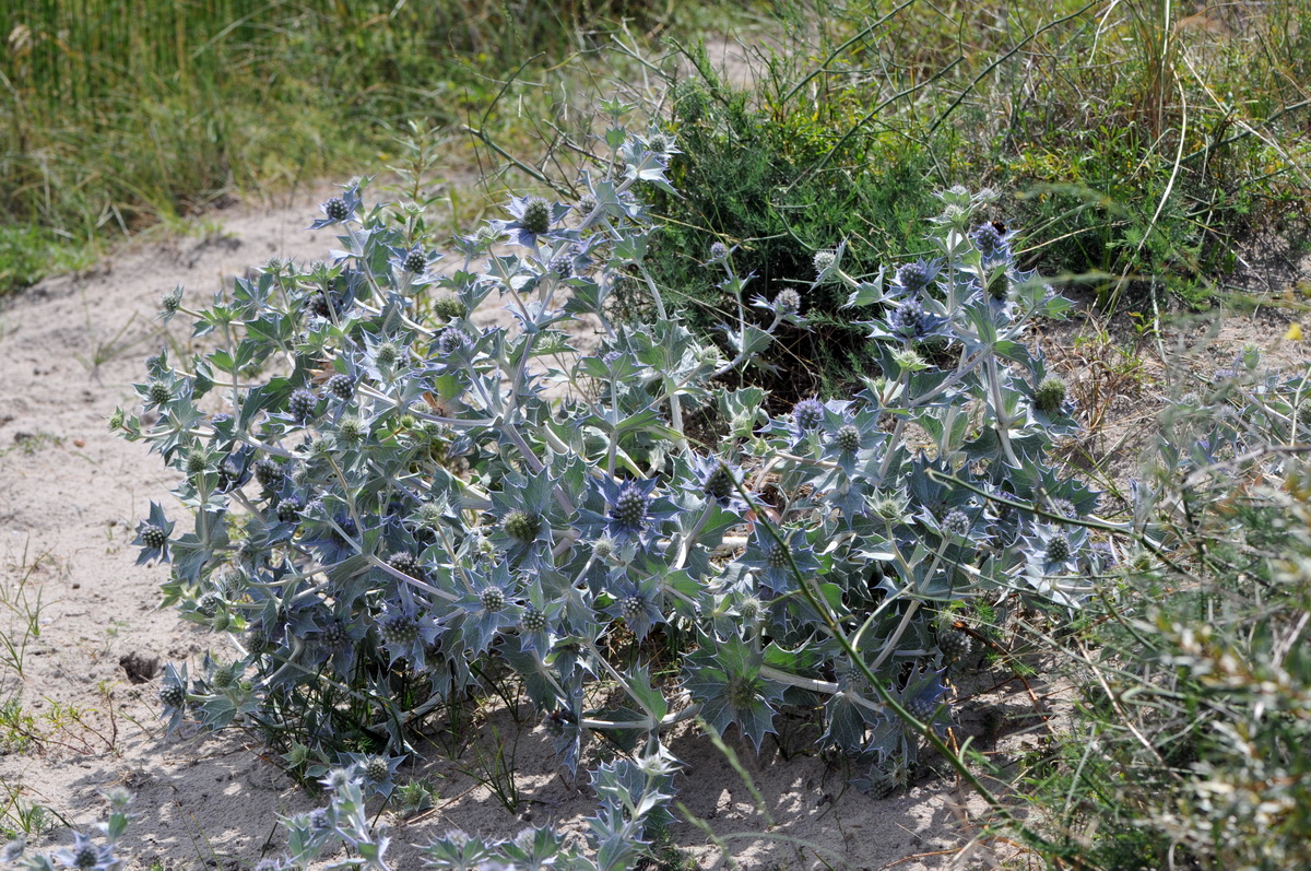 Eryngium maritimum (door Hans Toetenel)