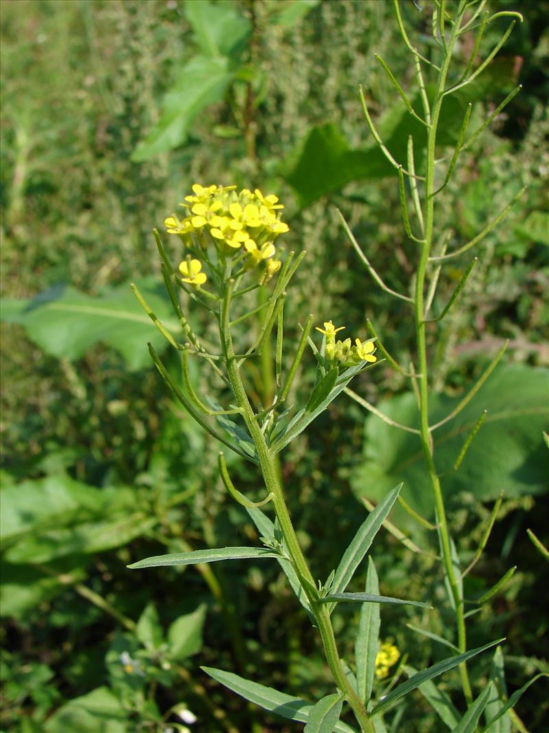 Erysimum cheiranthoides (door Adrie van Heerden)