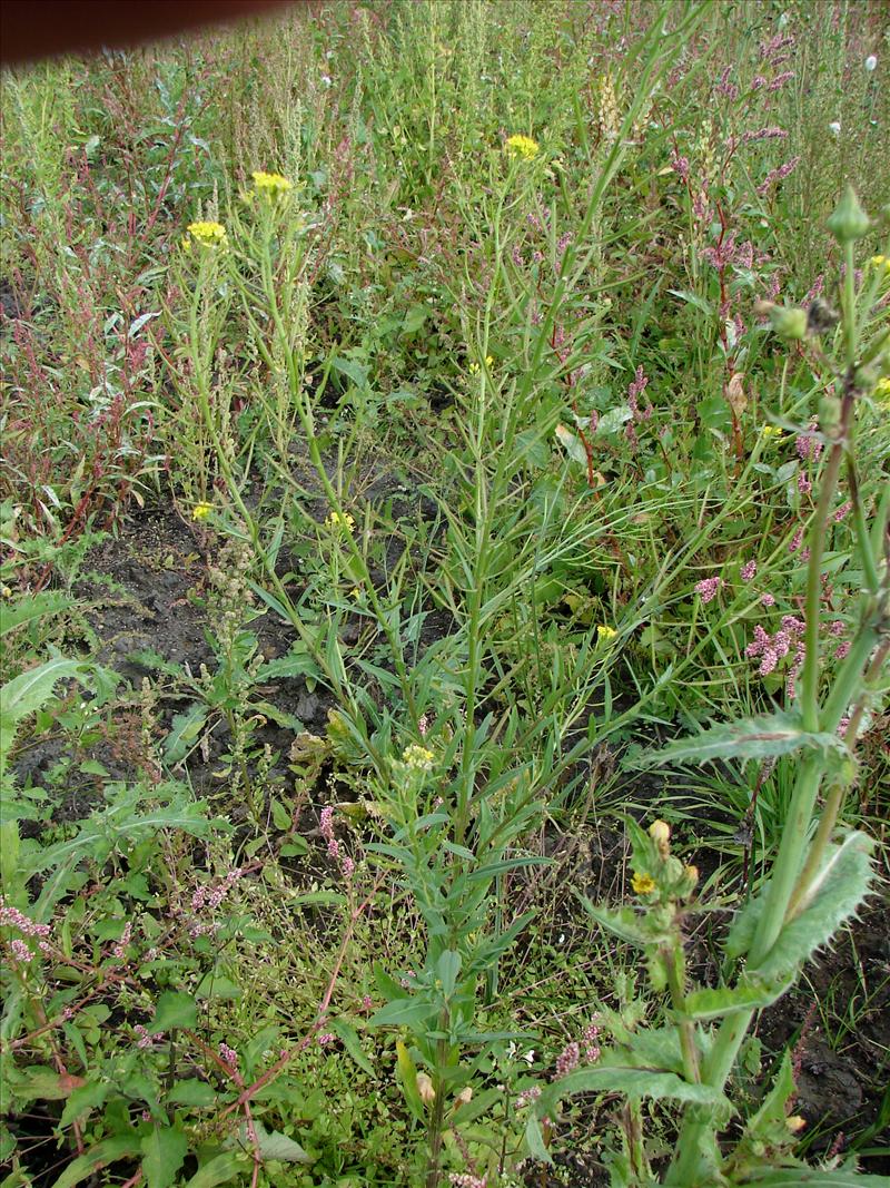 Erysimum cheiranthoides (door Adrie van Heerden)