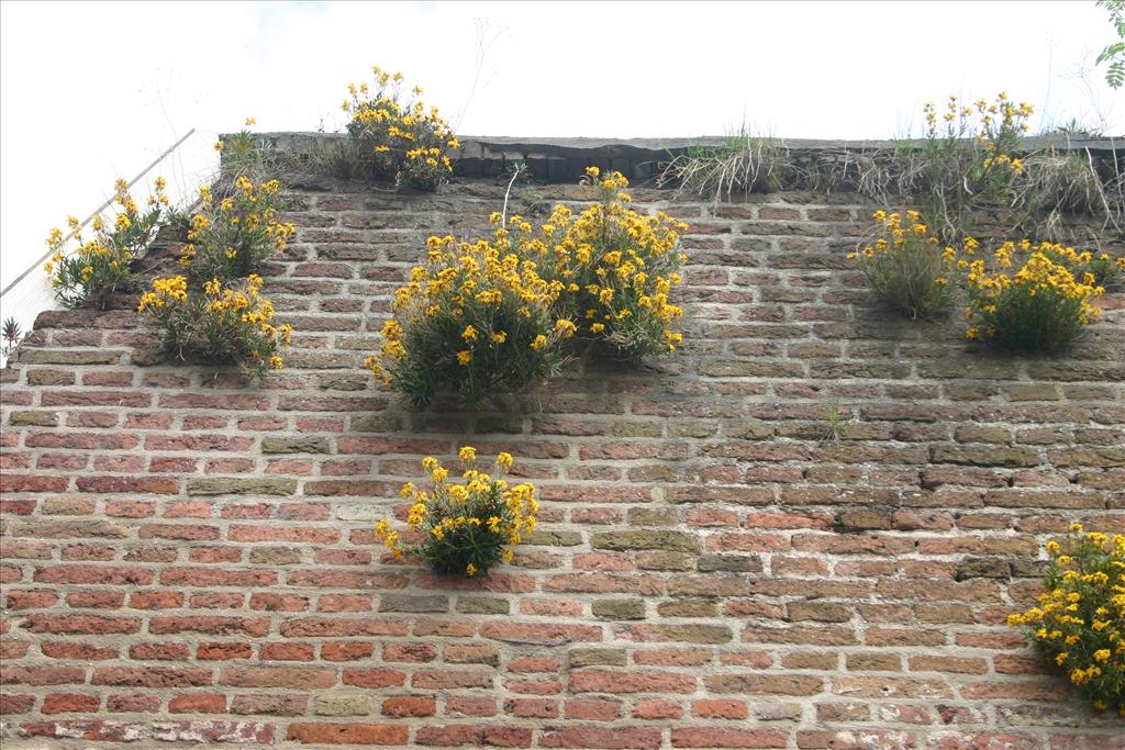 Erysimum cheiri (door Niels Jeurink)