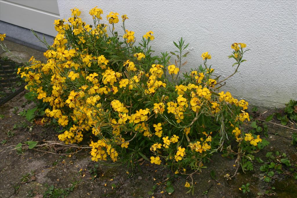 Erysimum cheiri (door Niels Jeurink)