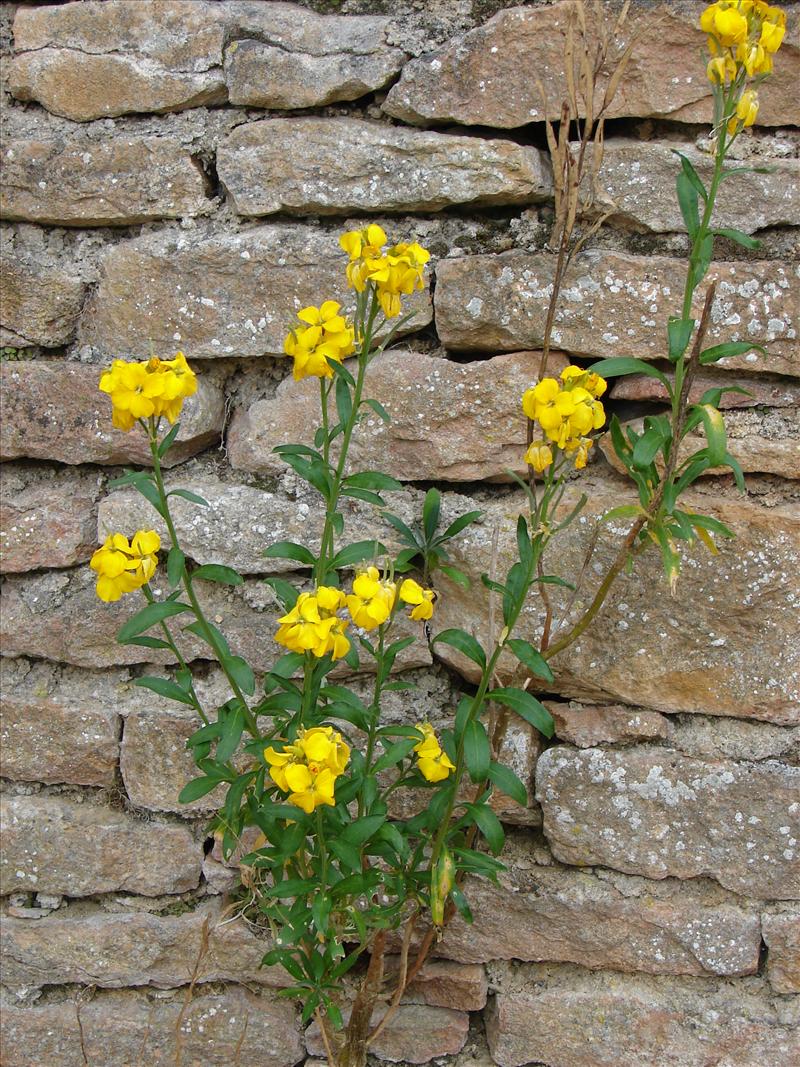 Erysimum cheiri (door Adrie van Heerden)