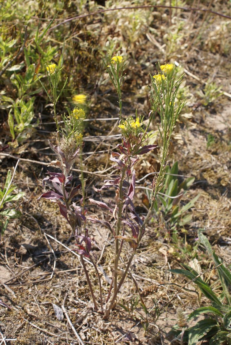 Erysimum virgatum (door Adrie van Heerden)