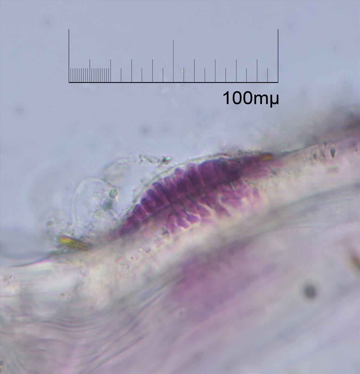 Erythrocladia irregularis (door Mart Karremans)