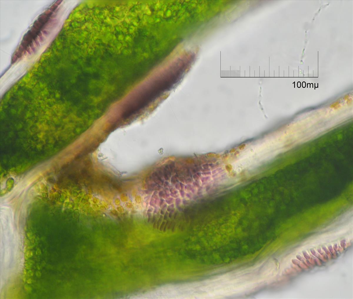 Erythrocladia irregularis (door Mart Karremans)