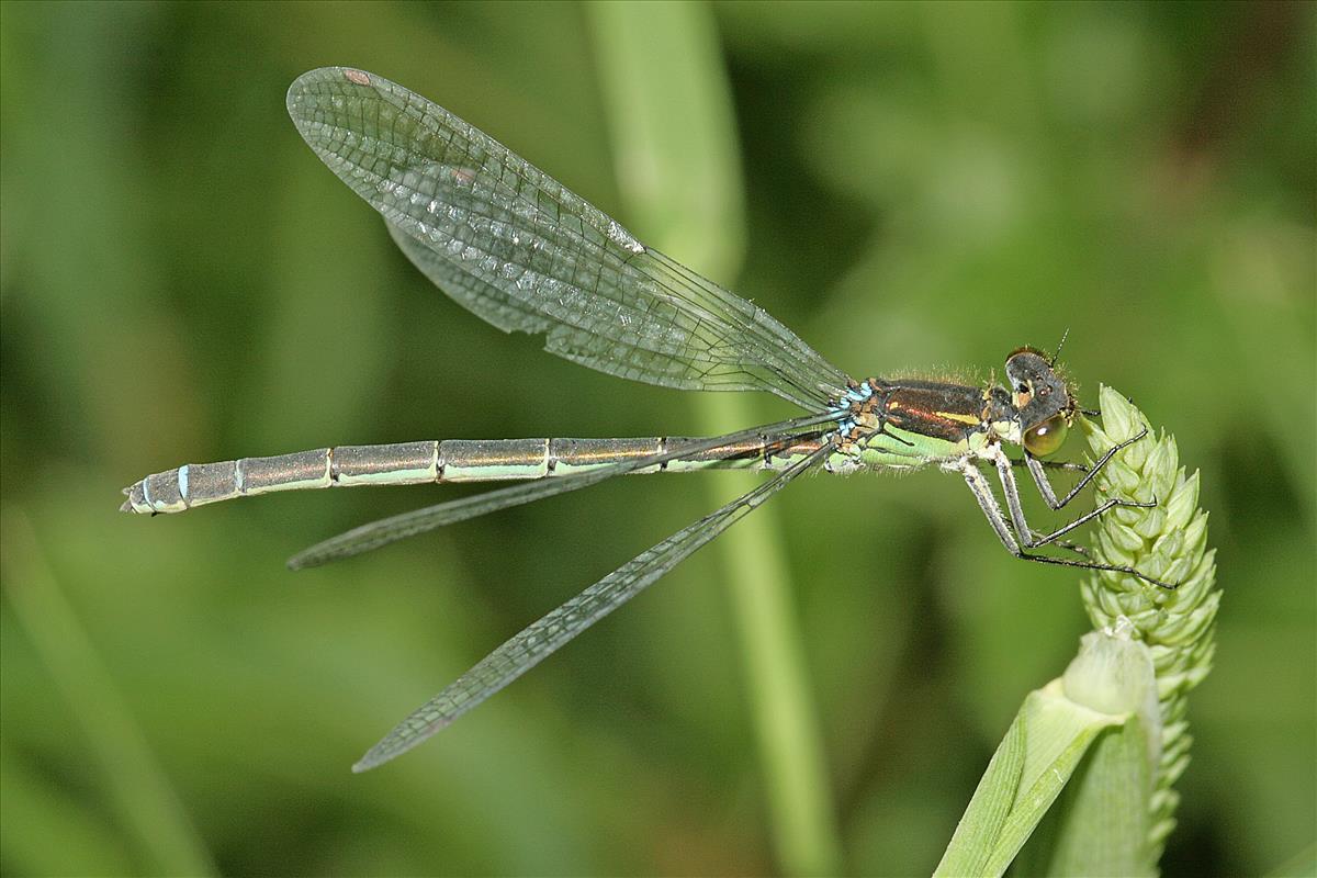 Erythromma lindenii (door Jan Kersten)