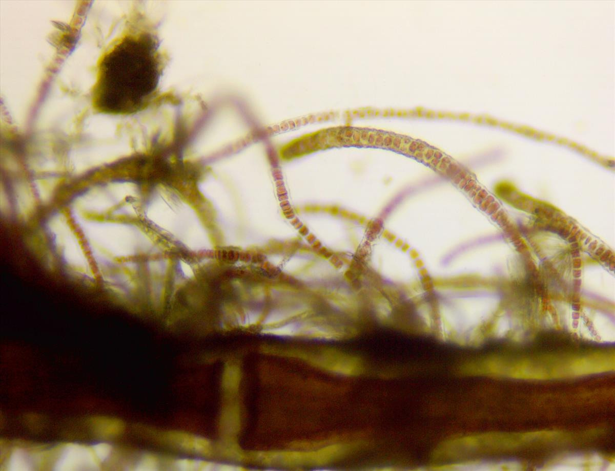 Erythrotrichia bertholdii (door Frank Perk)