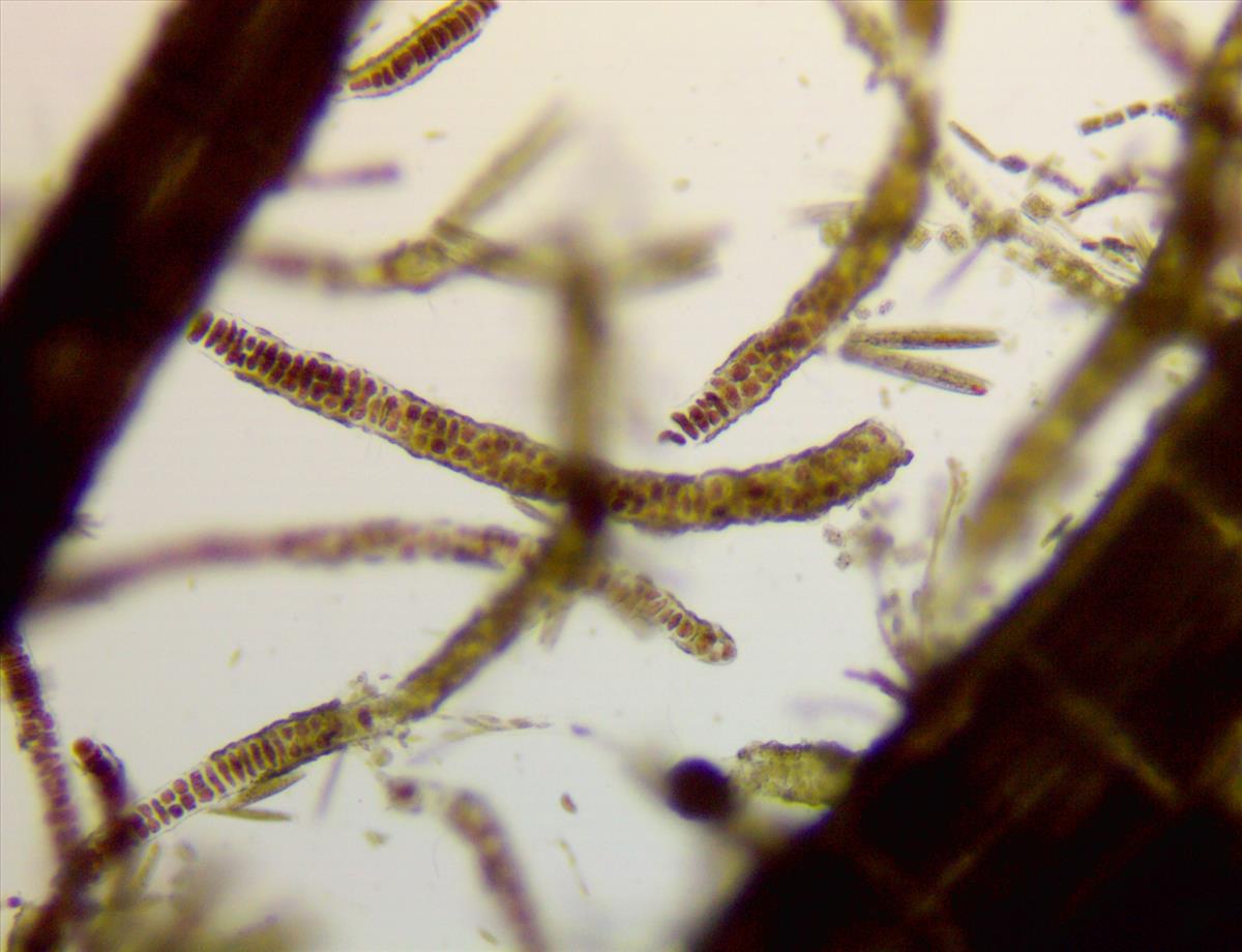 Erythrotrichia bertholdii (door Frank Perk)