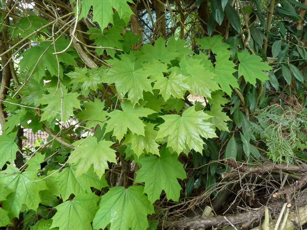 Acer platanoides (door Marian Baars)