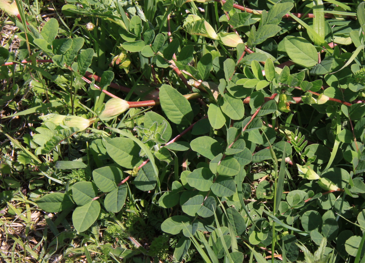 Astragalus glycyphyllos (door Peter Meininger)