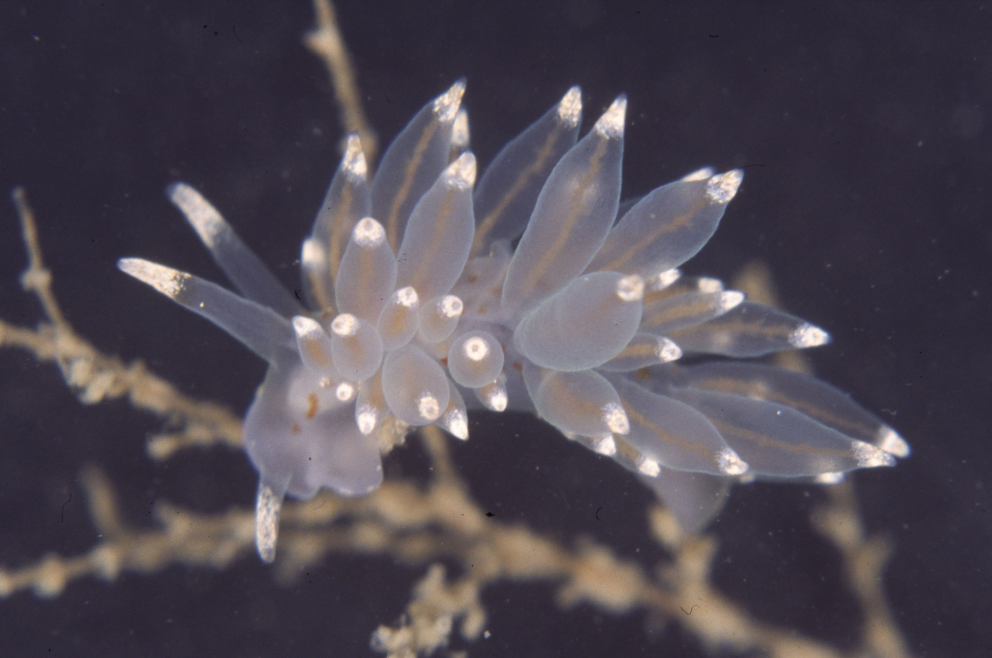 Eubranchus farrani (door Peter H. van Bragt)