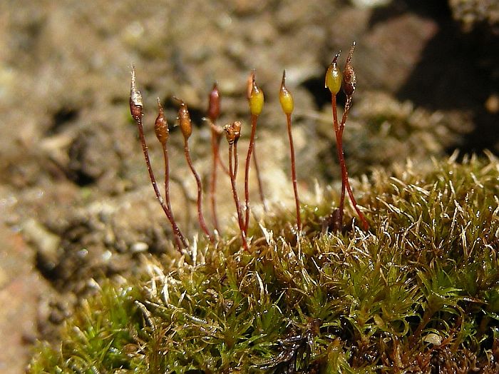 Eucladium verticillatum (door Michael Lueth (www.milueth.de))