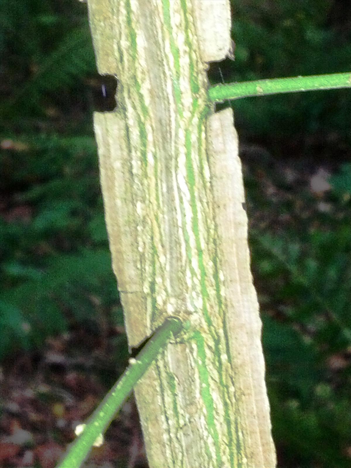 Euonymus alatus (door Ruud Beringen)