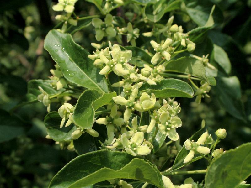 Euonymus europaeus (door Adrie van Heerden)