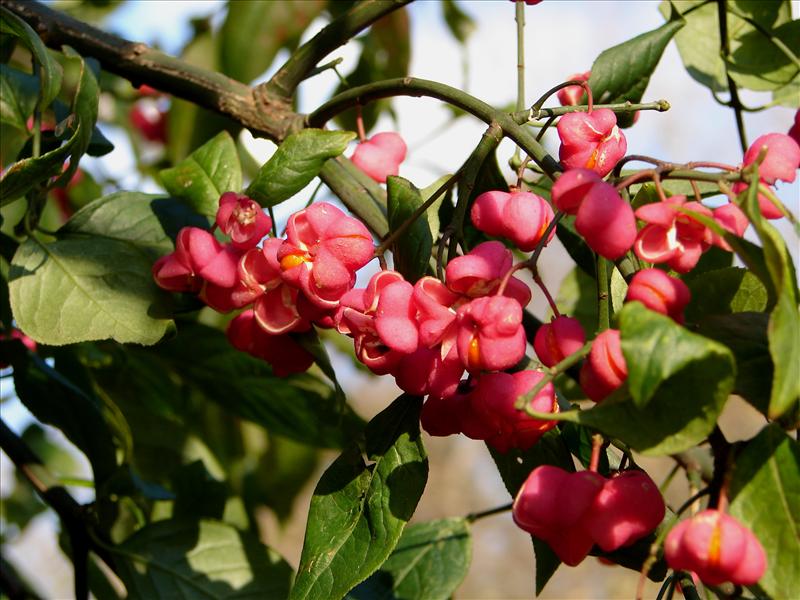 Euonymus europaeus (door Adrie van Heerden)