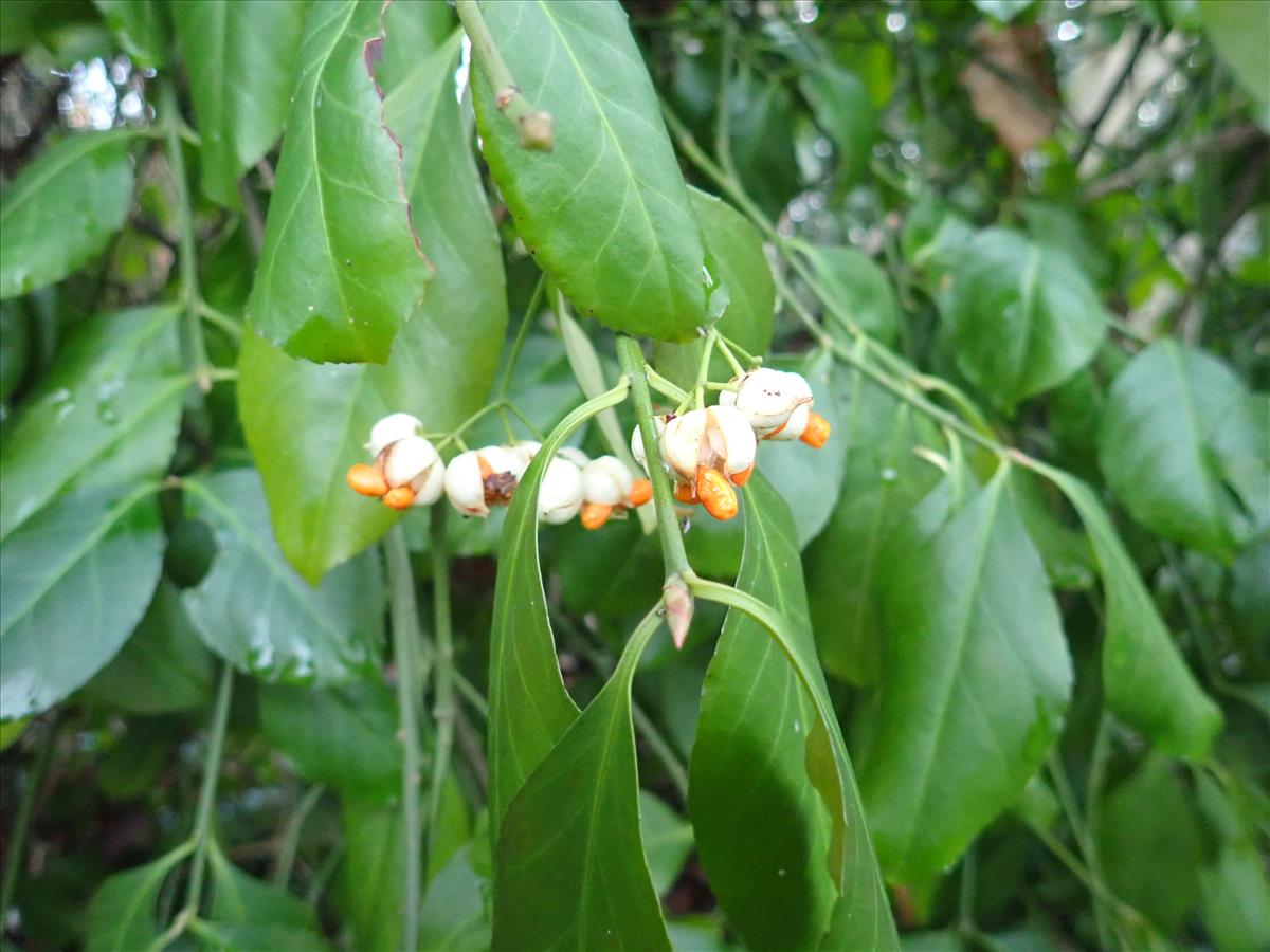 Euonymus fortunei (door Aad van Diemen)