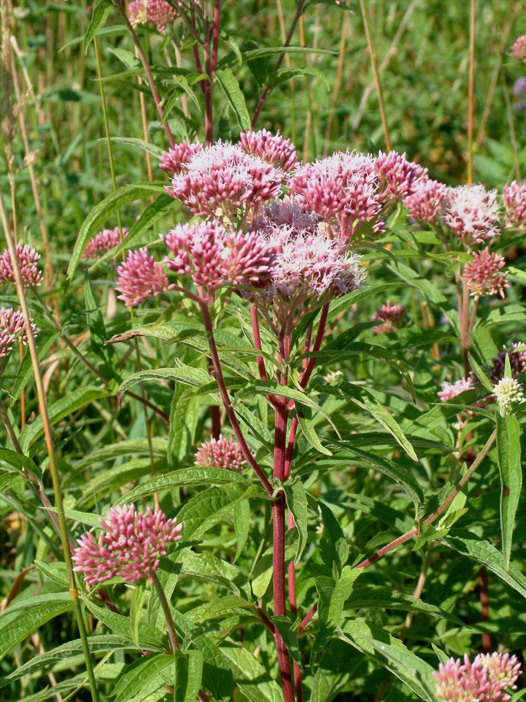 Eupatorium cannabinum (door Adrie van Heerden)